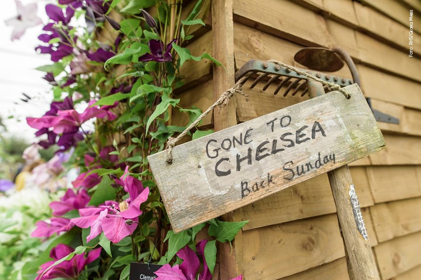 chelsea flower show GtPavilion 0001 foto copyright RHS Georgi Mabee min