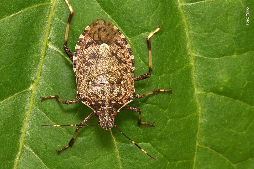 cimice asiatica foto Yerpo Halyomorpha halys lab 850x565 min