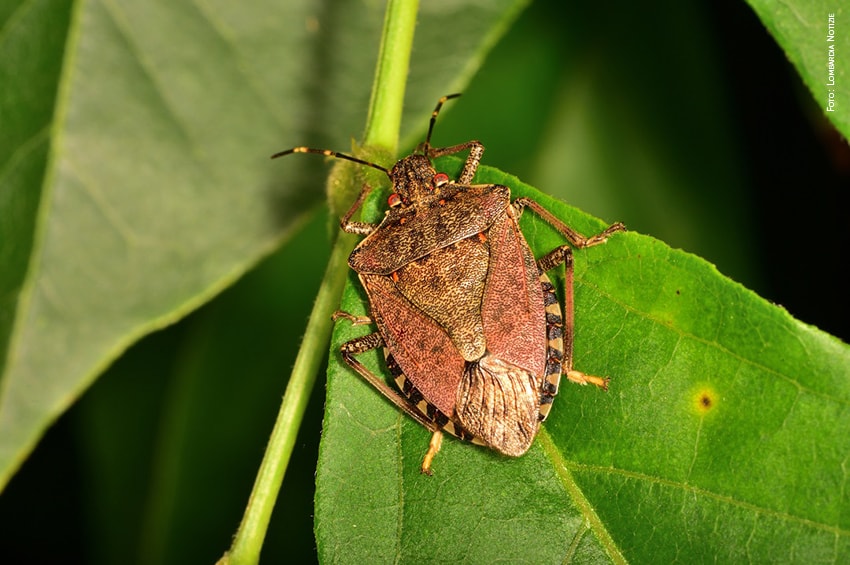 cimice asiatica foto copyright Lombardia Notizie min