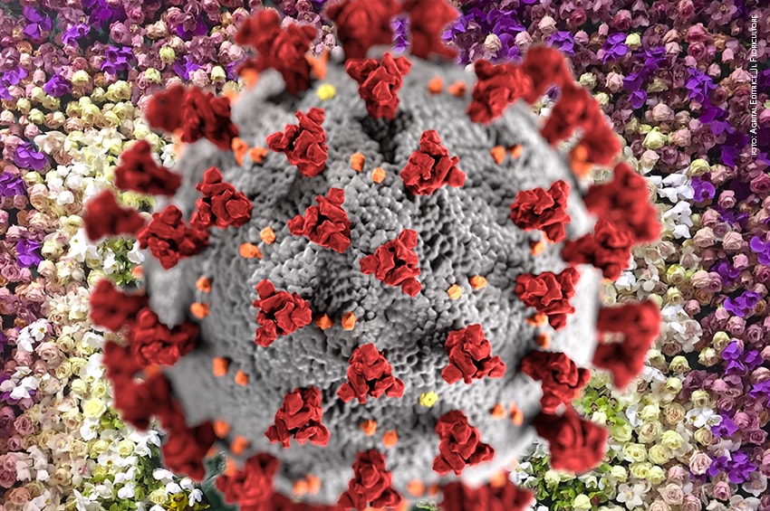 coronavirus fiori foto Agrital Editrice Il Floricultore min