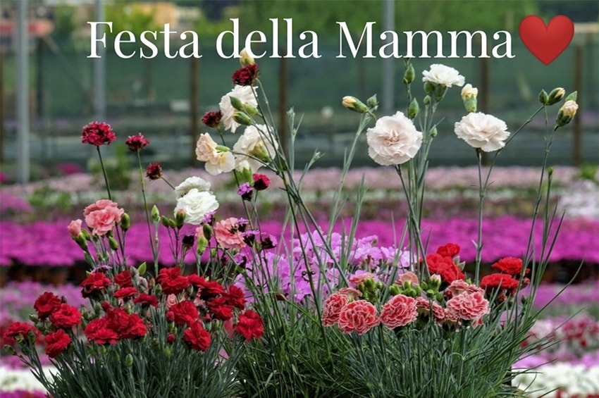 festa della mamma billo min