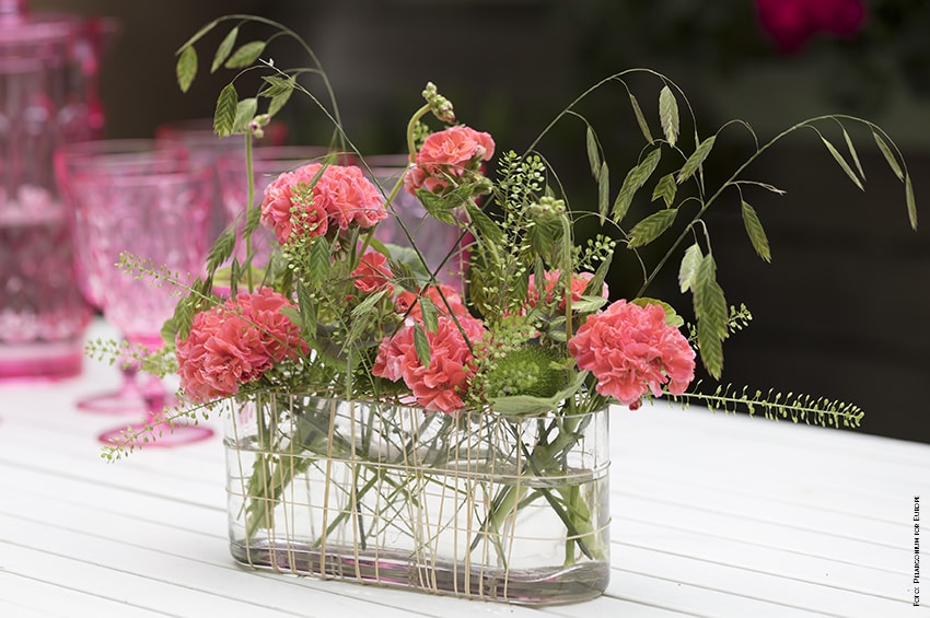 gerani composizione estiva Foto Pelargonium for Europe min