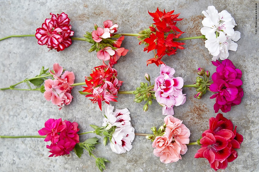 gerani recisi Foto Pelargonium for Europe min