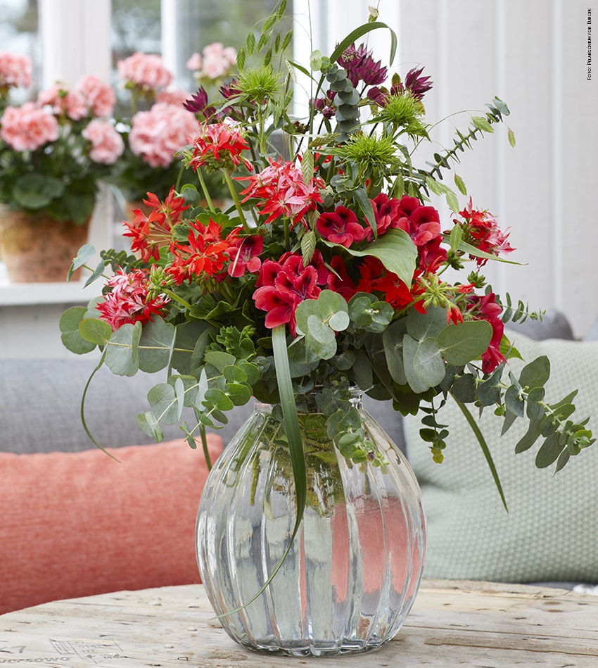 gerani vaso vetro upright Foto Pelargonium for Europe min
