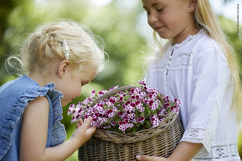 gerani summer flower girls foto Pelargonium for Europe min