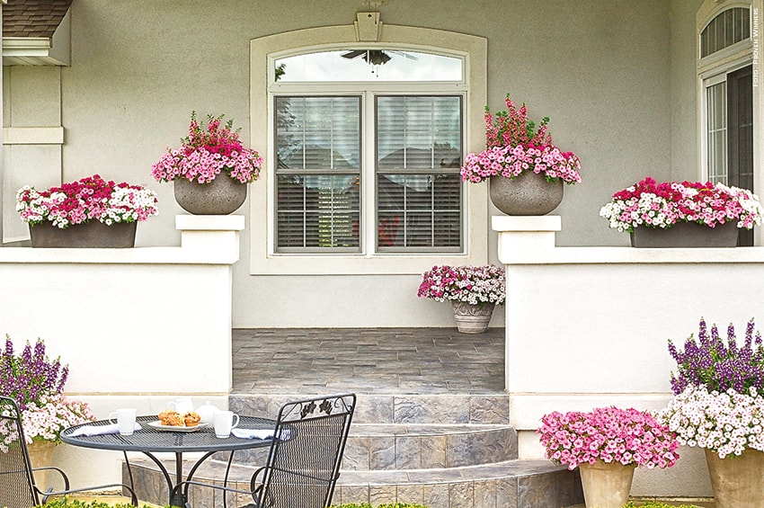 petunia loggiato foto copyright Proven Winners min