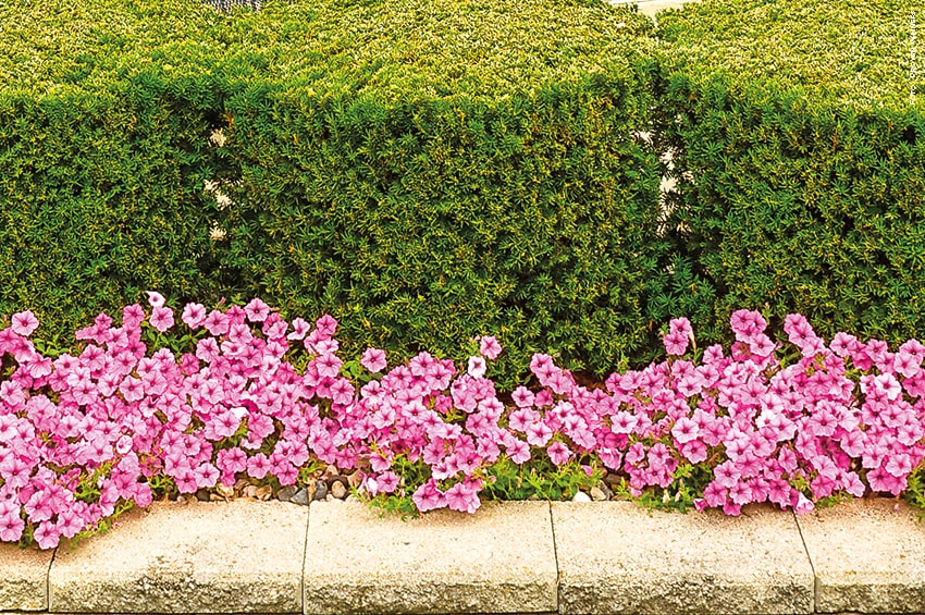 petunia siepe foto copyright Proven Winners min