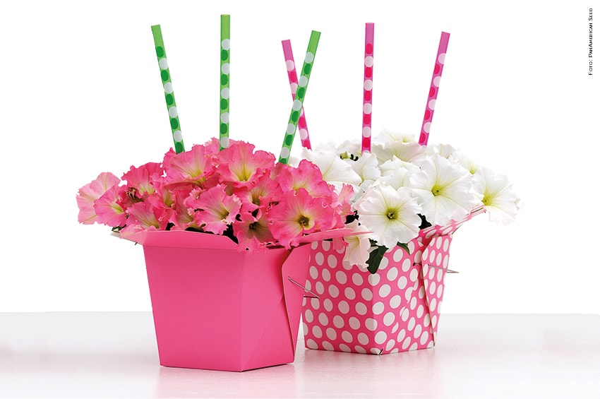 petunia take away foto PanAmerican Seed min