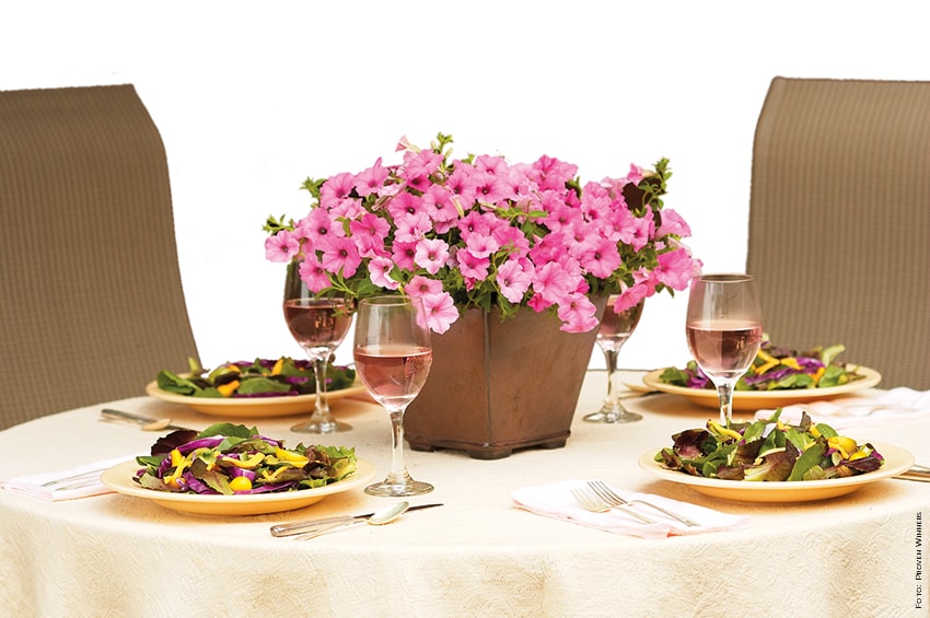 petunia tavolo foto copyright Proven Winners min