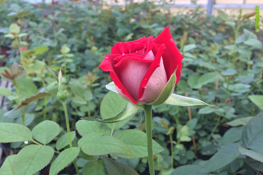 rosa copyright Il Floricultore Agrital Editrice EìN min