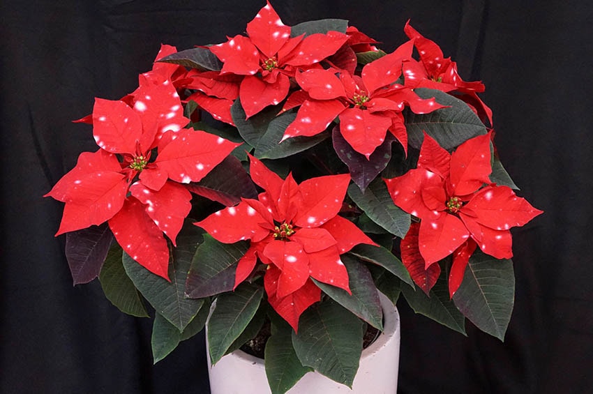 selecta one ipm essen 2020 Poinsettia SkyStar min