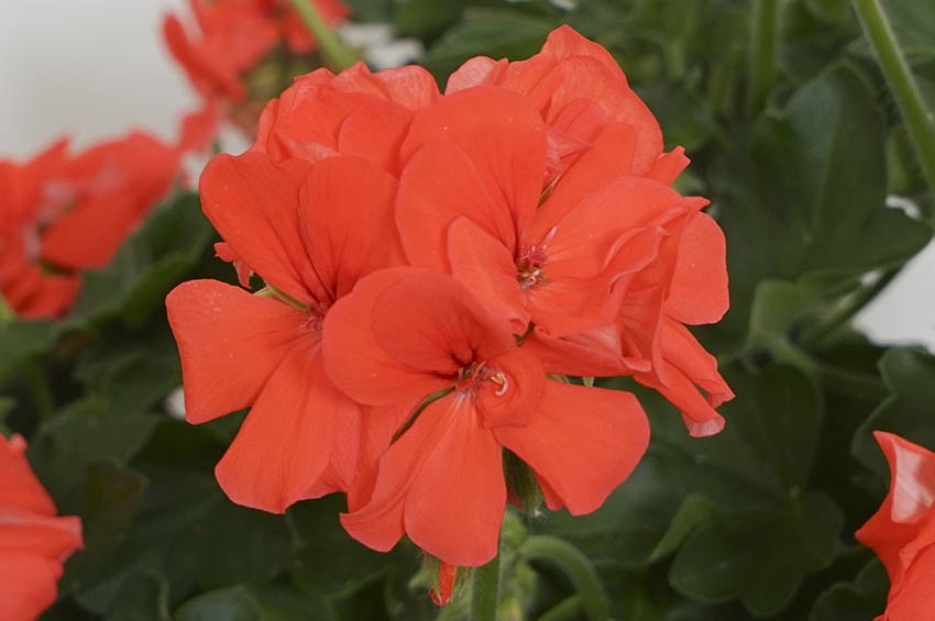 selecta one ipm essen Pelargonium Marcada Orange min