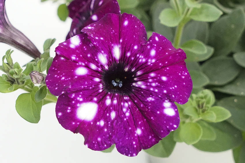 selecta one ipm essen Petunia RoyalSky min