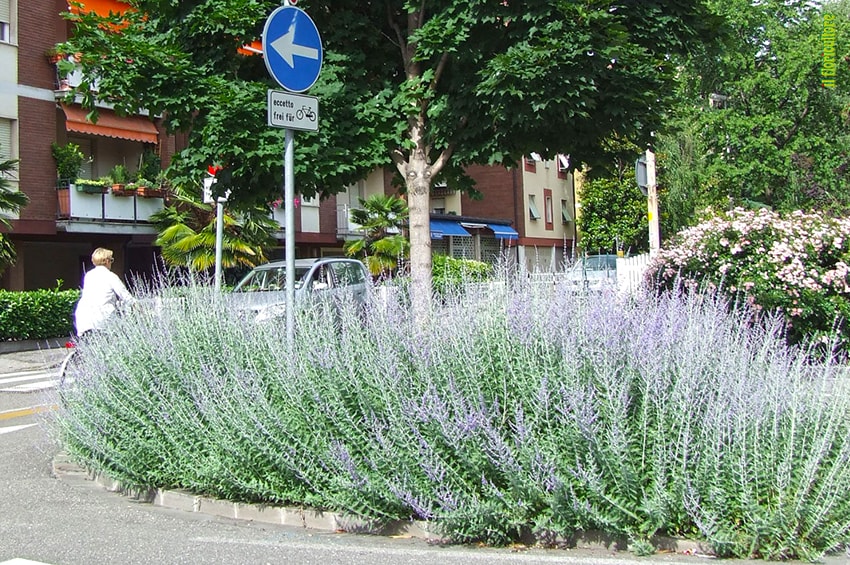 verde urbano bolzano foto copyright Agrital Editrice Il Floricultore min