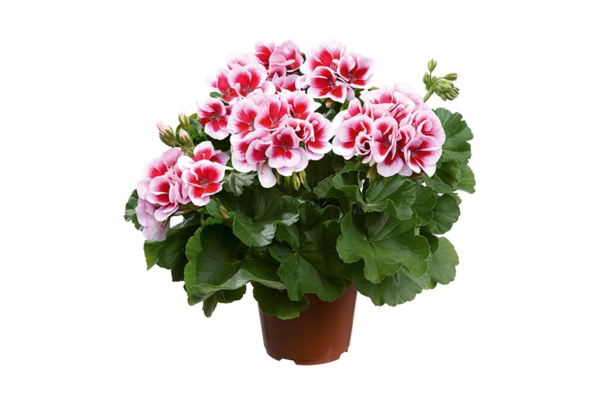 Dolomites Fantastic psenner min