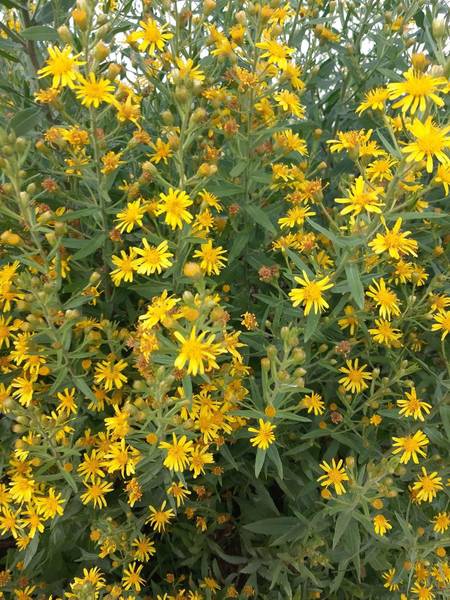 Inula viscosa popup