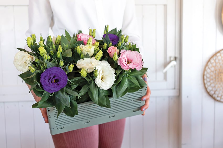 PLANTA 125529 Lisianthus Julietta mix min