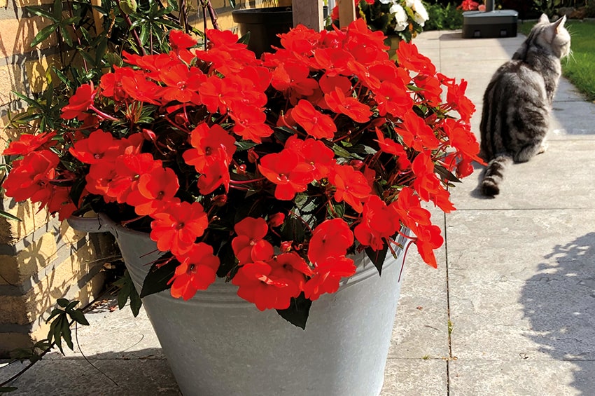 PLANTA 211502 SunPatiens Patio Orange 4 min