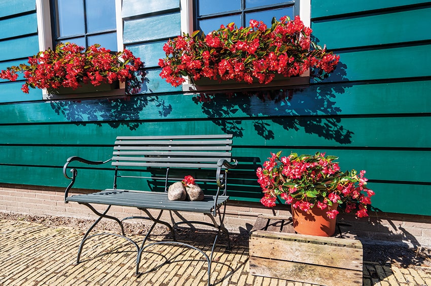 PLANTA Begonia Viking Explorer Red Rose on Green 1 min