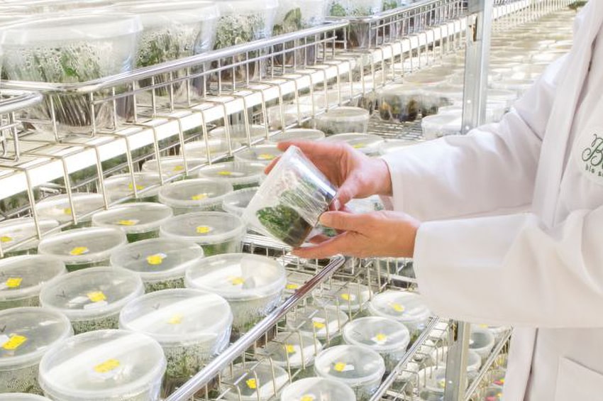 ap selecta one bock bio science helleborus laboratorio min