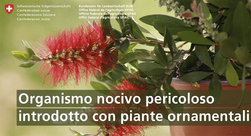 ddc insetti dannosi allerta svizzera callistemon Ripersiella hibisci 00 min