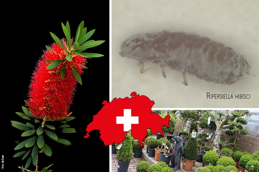 ddc insetti dannosi allerta svizzera callistemon Ripersiella hibisci cover min