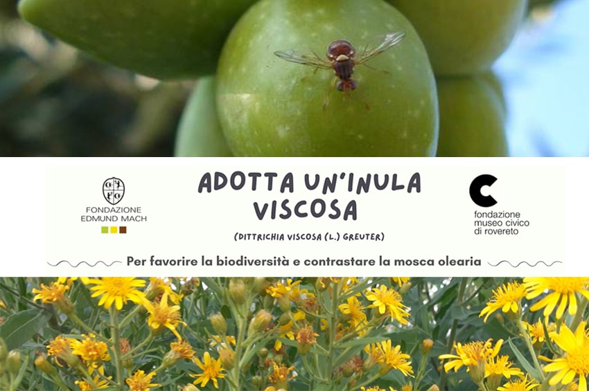 difesa colture mosca olearia inula viscosa olivi cover min