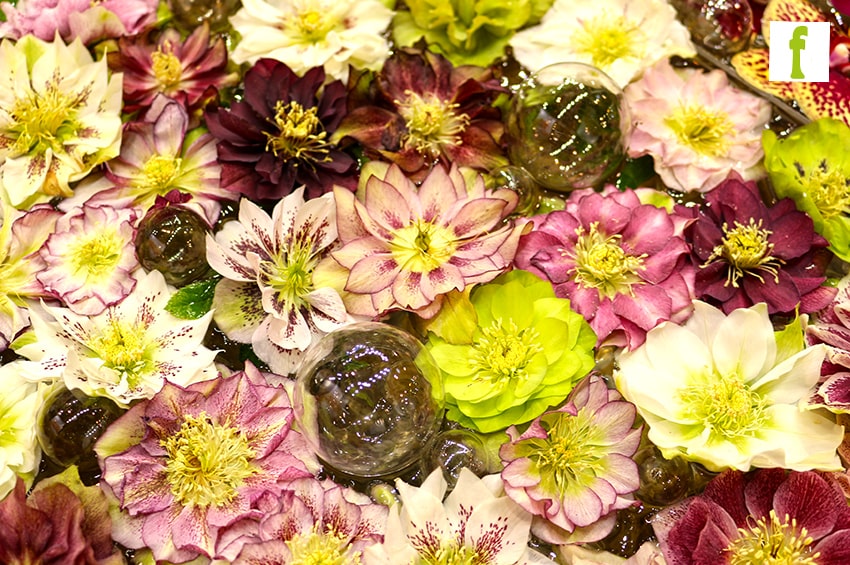 elleboro foto copyright Il Floricultore Agrital Editrice min