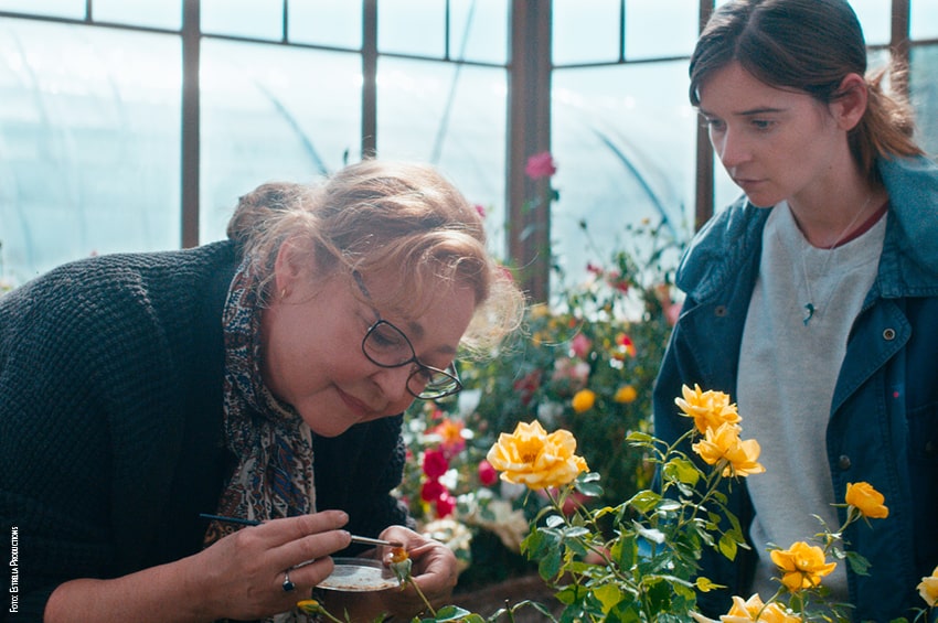 film ibridatrice rose francia cinema LaFineFleur Photo 1 foto copyright Estrella Productions min