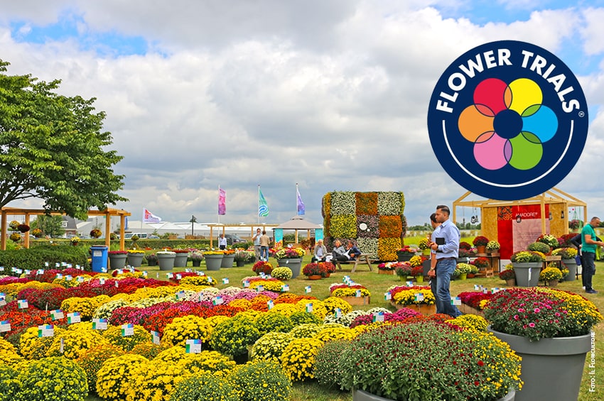 flowertrials 2021 holland 01 foto copyright Il Floricultore Agrital Editrice min