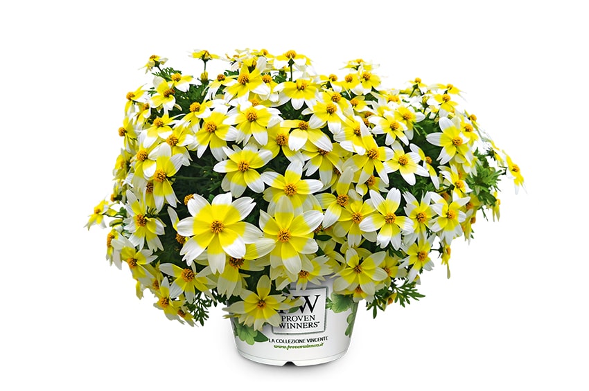 psenner Bidens Spicy Electric White psenner min