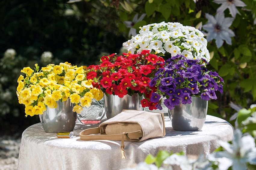 psenner Calibrachoa Pocket min