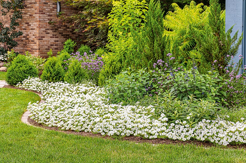 psenner Petunia Vista Snowdrift psenner min