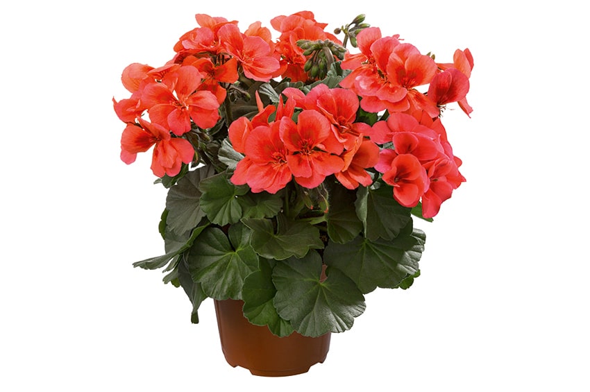 psenner pelargonium geranio TOP Champion Mandarin ok min