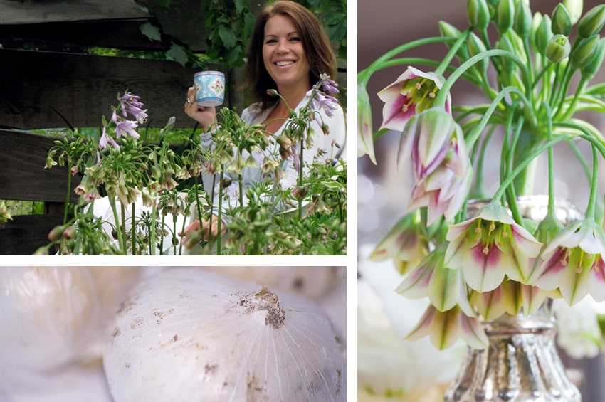 tb bulbi Nectaroscordum siculum aglio ornamentale 01 foto copyright IBulb min