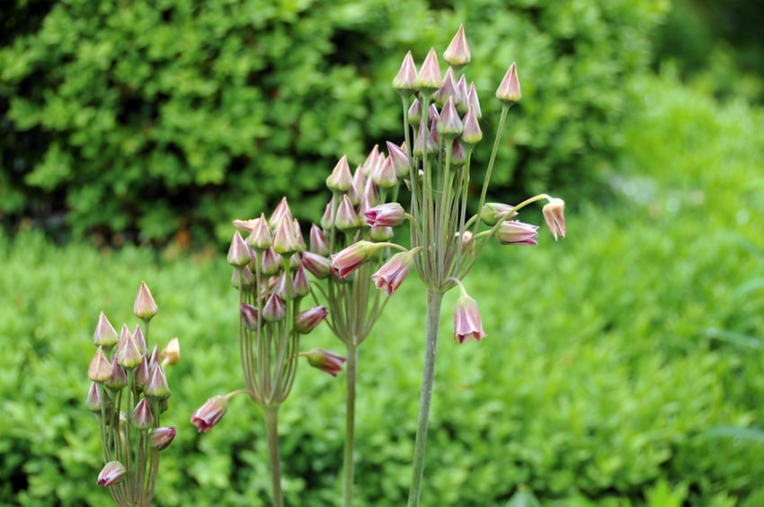 tb bulbi Nectaroscordum siculum aglio ornamentale 03 foto copyright IBulb min