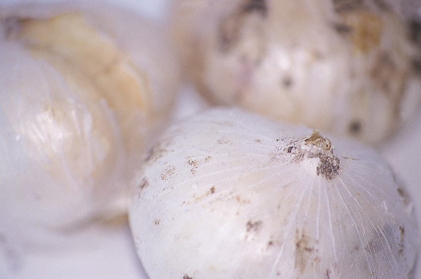 tb bulbi Nectaroscordum siculum aglio ornamentale foto copyright IBulb min