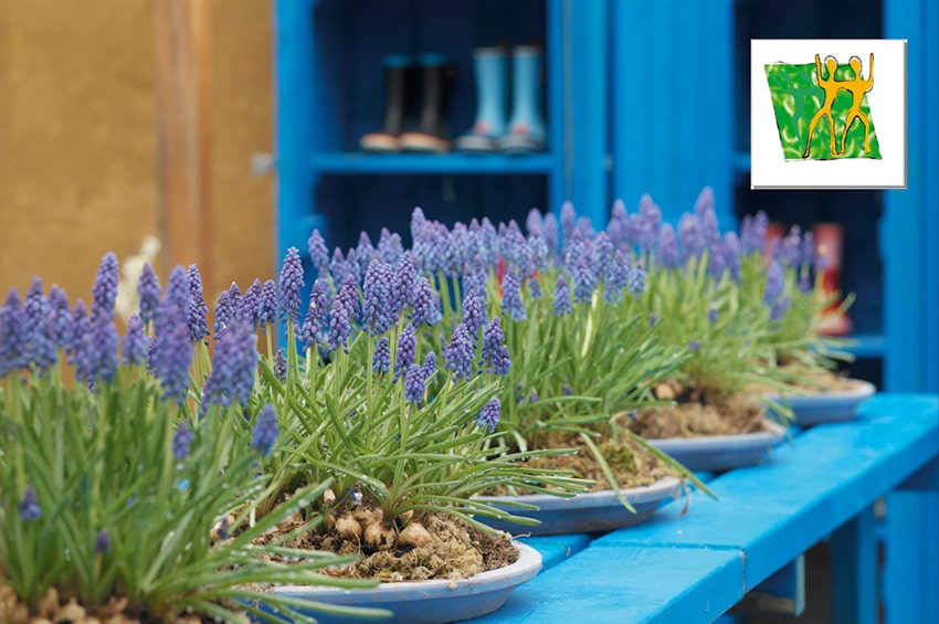 zodiaco muscari gemelli min