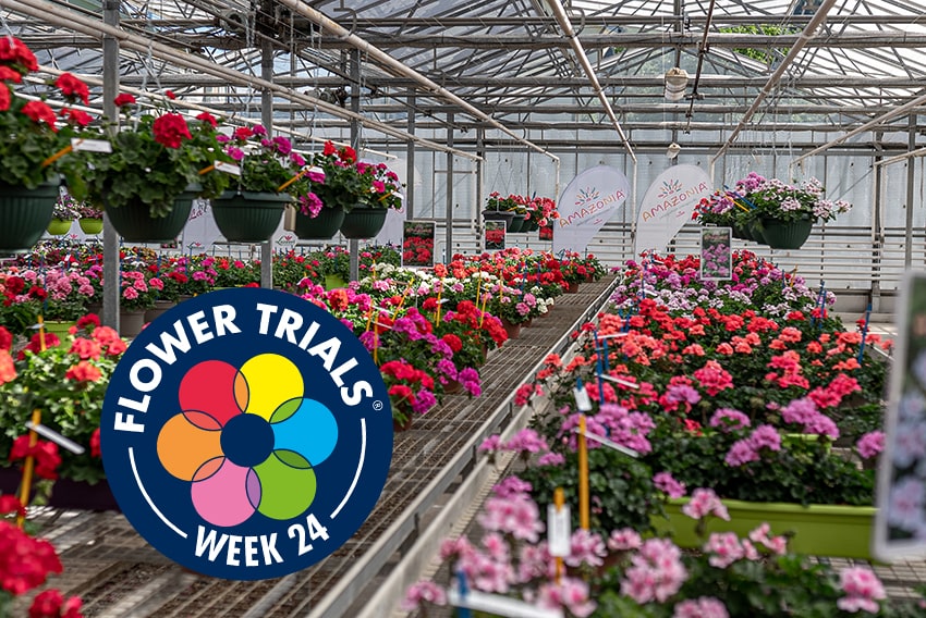 a flowertrials 2022 Lazzeri Showgarden min