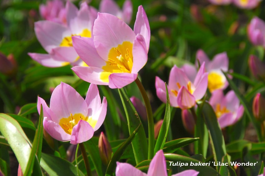 ab bulbo anno 2022 Tulipa bakeri Lilac Wonder min