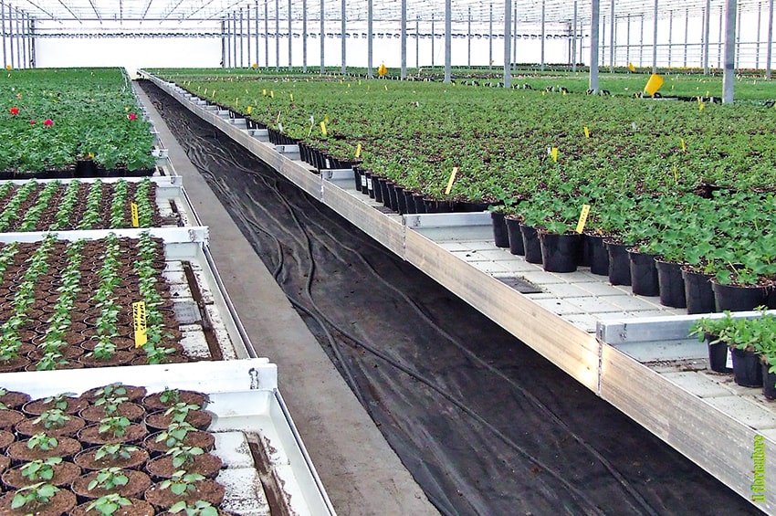 fn aiuti dl agricoltura serra foto copyright Il Floricultore Agrital Editrice min