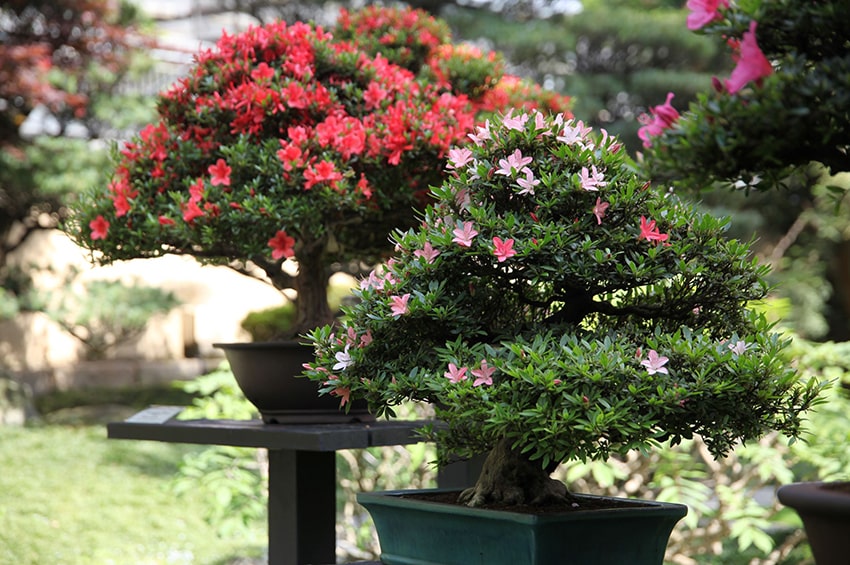 fn appun Satsuki 2022 CRESPI BONSAI azalee min