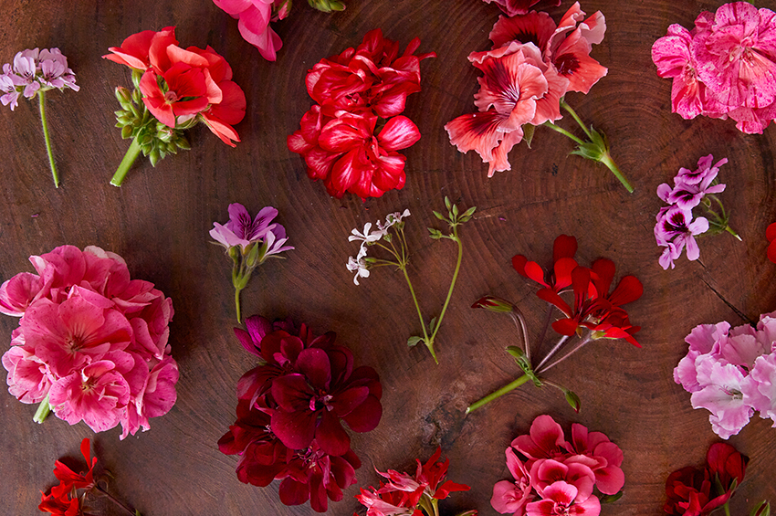 gerani mix 02 Foto copyright Pelargonium for Europe