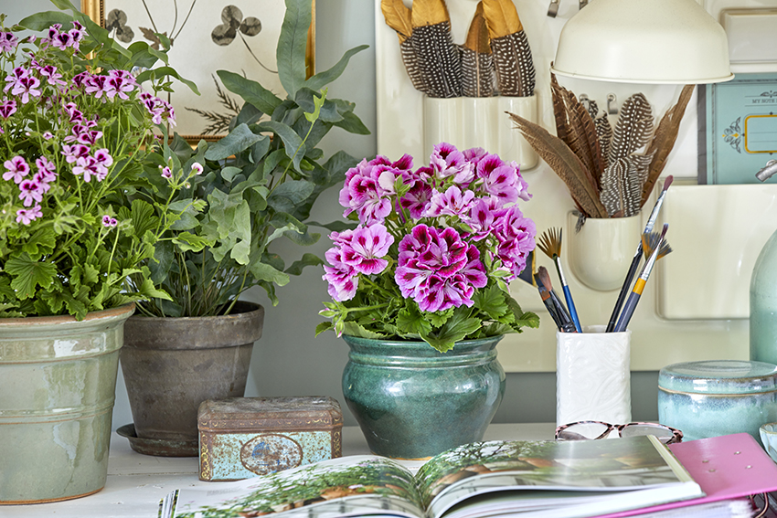 gerani mix Foto copyright Pelargonium for Europe