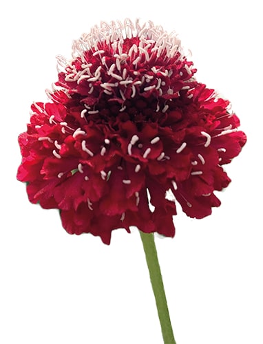 IlFloricultore 20230506 flor min