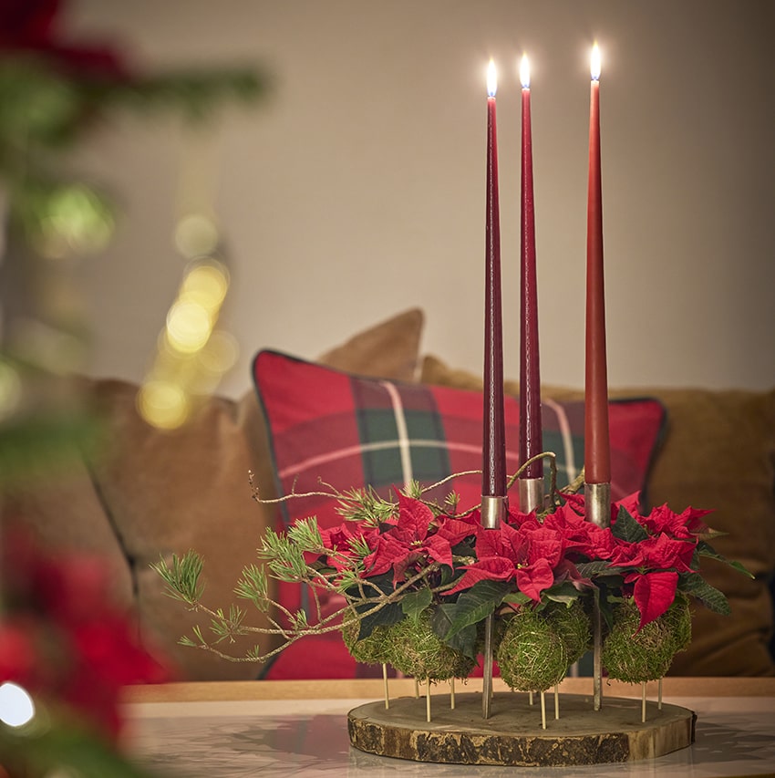 af stelle di natale 2023 01 01 poinsettia 03110 DIY Kokedama Advent Wreath 08 min
