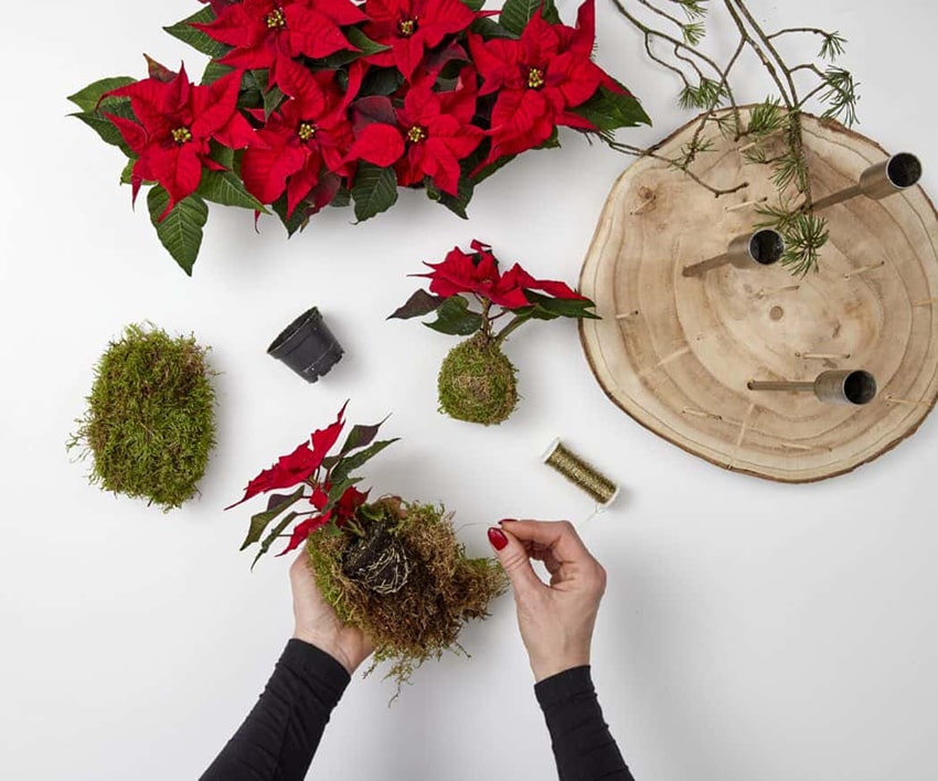 af stelle di natale 2023 01 03 poinsettia 03110 DIY Kokedama Advent Wreath min