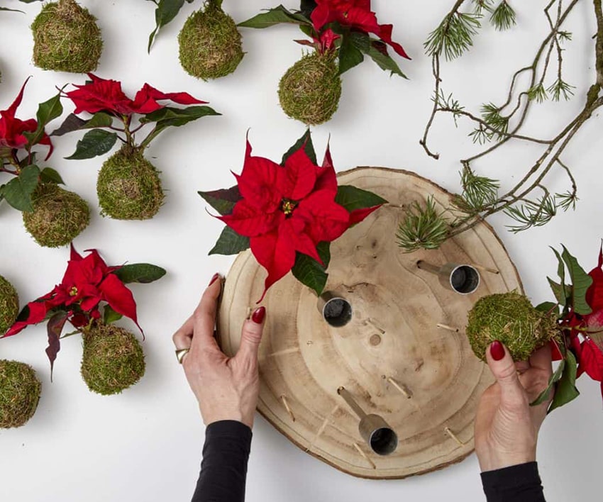 af stelle di natale 2023 01 04 poinsettia 03110 DIY Kokedama Advent Wreath min