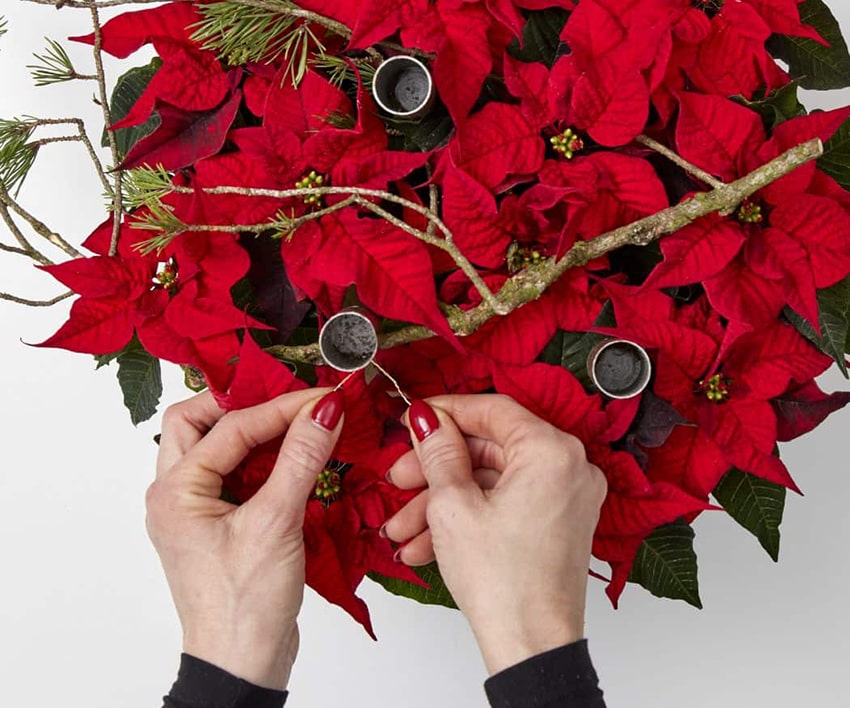 af stelle di natale 2023 01 05 poinsettia 03110 DIY Kokedama Advent Wreath min