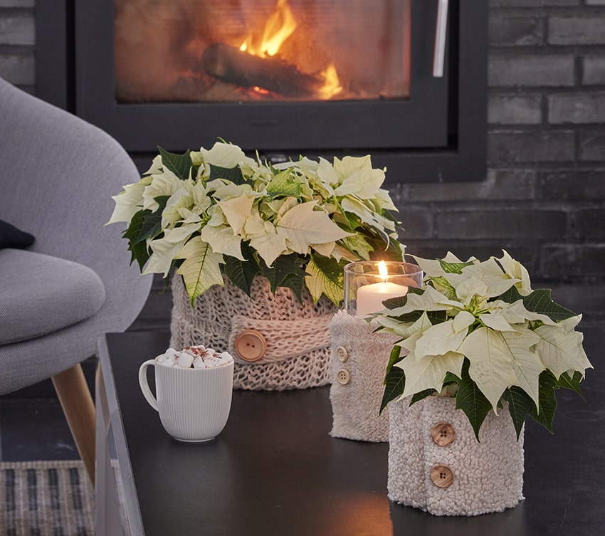 af stelle di natale 2023 02 00 poinsettia DIY caldo natale min